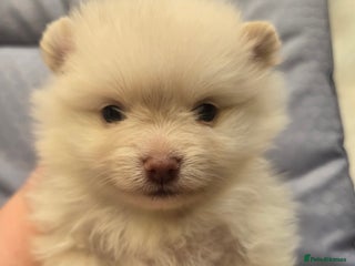 Pomeranian dogs - Advert 1