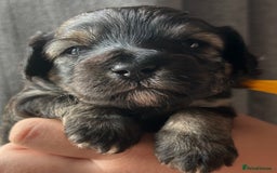 Mixed Breed dogs for sale: Tibetan x Toy Poodle - Image 12
