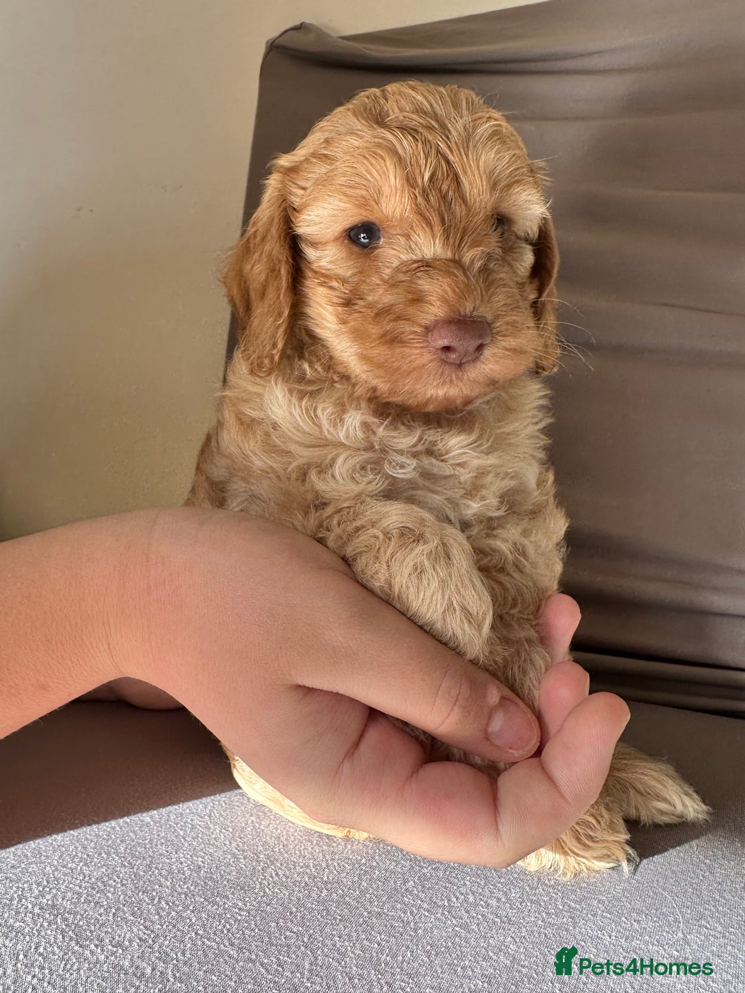 Cockapoo dogs for sale: Adorable Pappy Bread Cockapoo Puppies F2 - Image 20