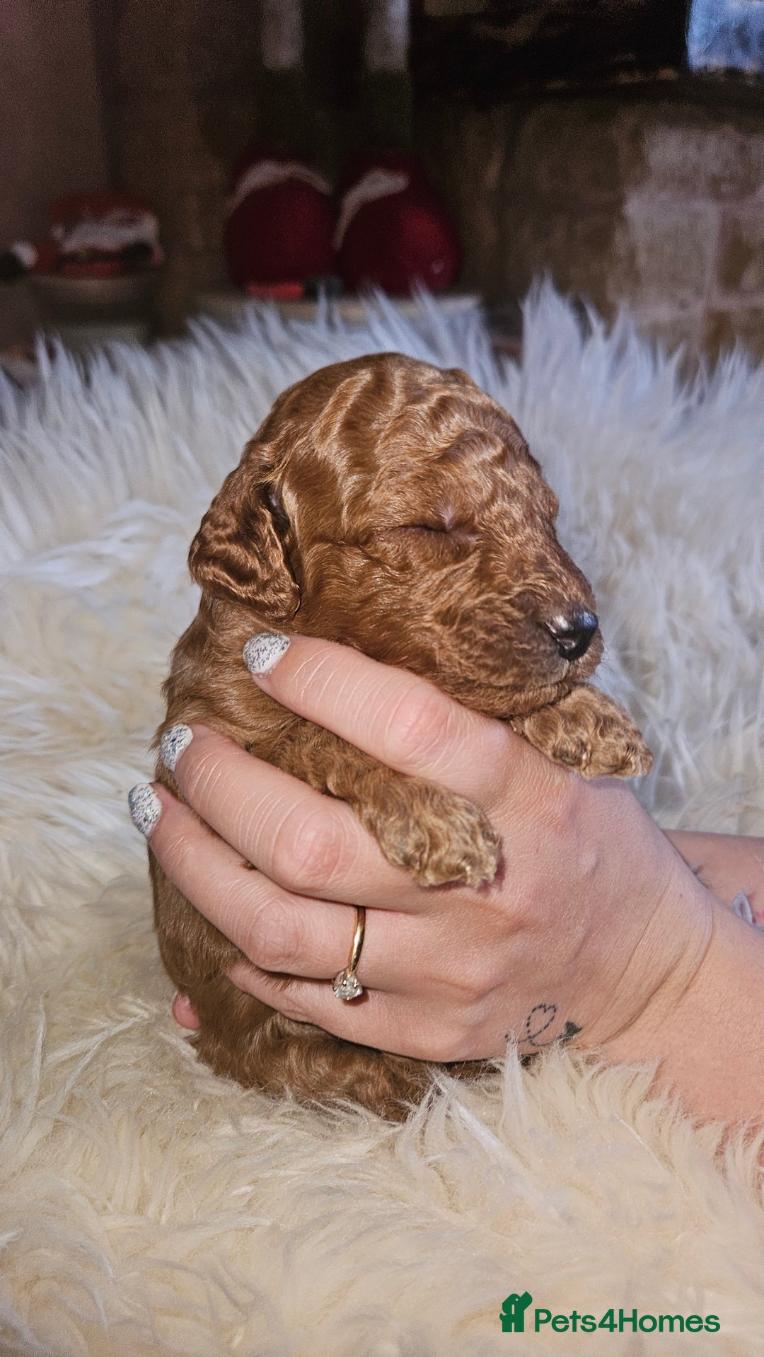 Miniature Poodle dogs for sale: Adorable miniature poodle puppies - Advert 4