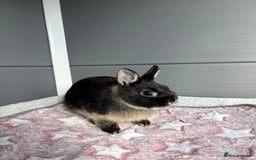 Netherland Dwarf rabbits for sale: Pure bred Netherland Dwarf (vaccinated) - Image 4
