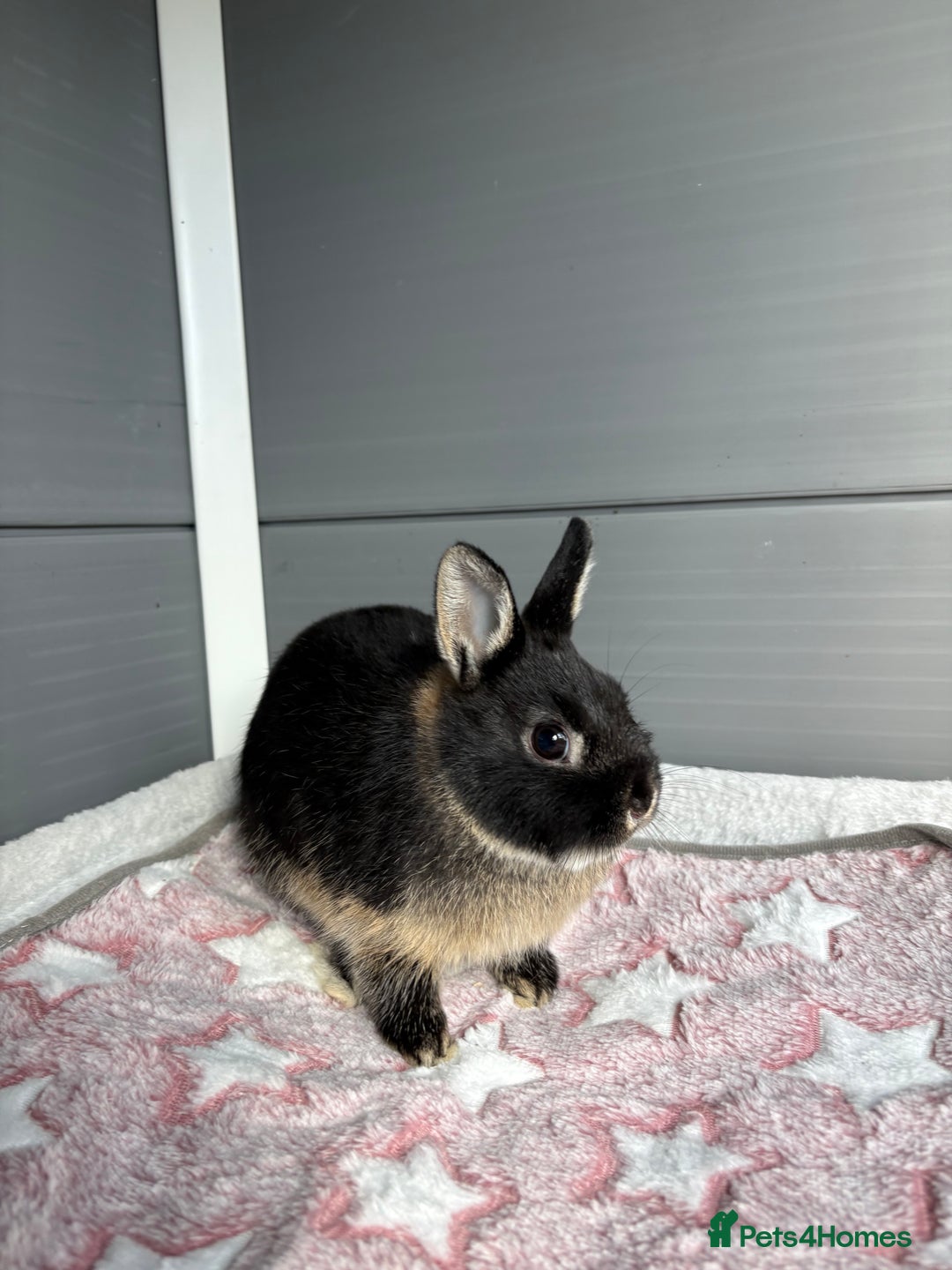 Netherland Dwarf rabbits for sale: Pure bred Netherland Dwarf (vaccinated) - Image 4
