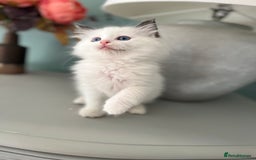 Ragdoll cats for sale: TICA Registered Bicolour boy - Image 6