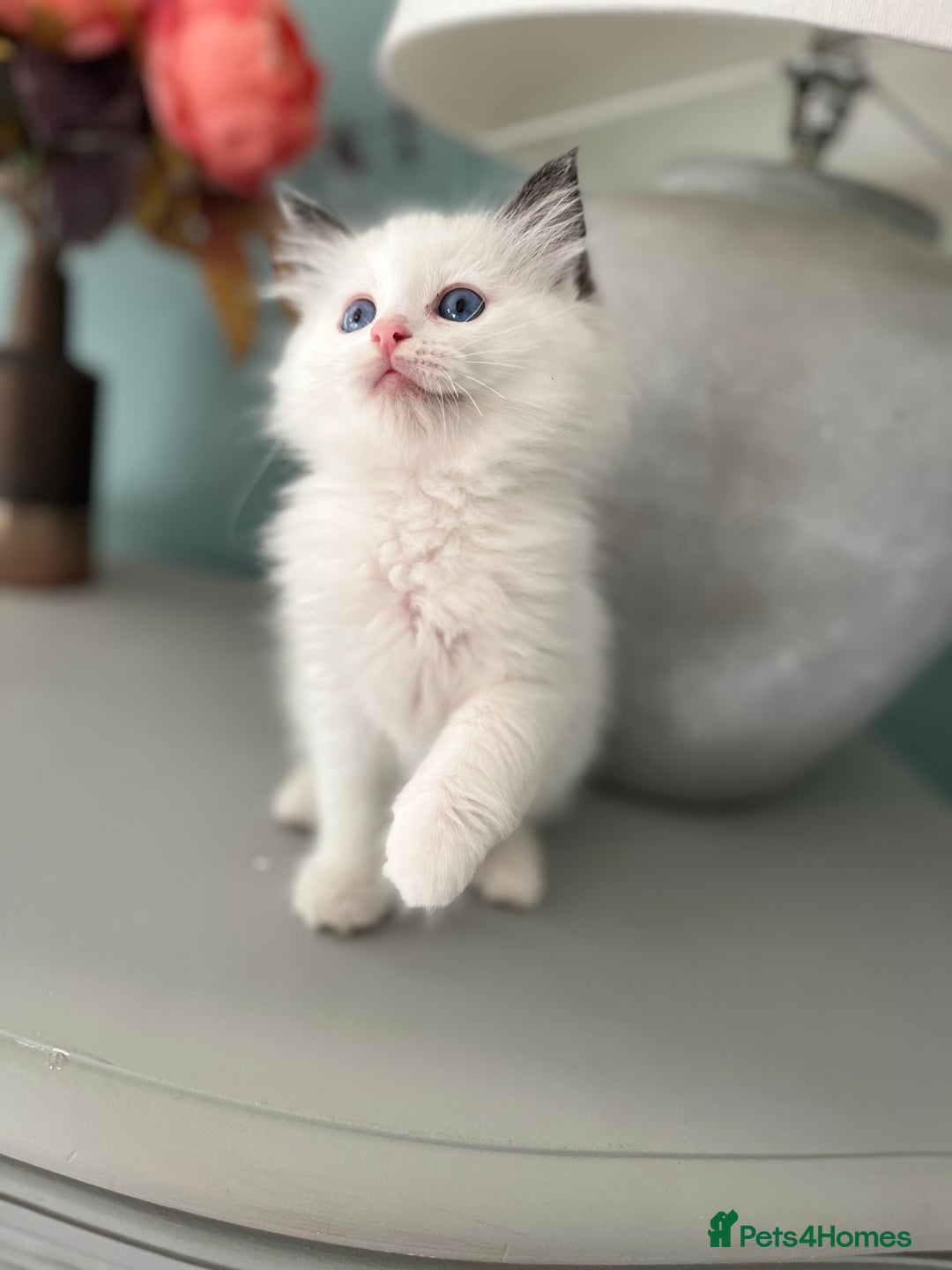 Ragdoll cats for sale: TICA Registered Bicolour boy - Image 6
