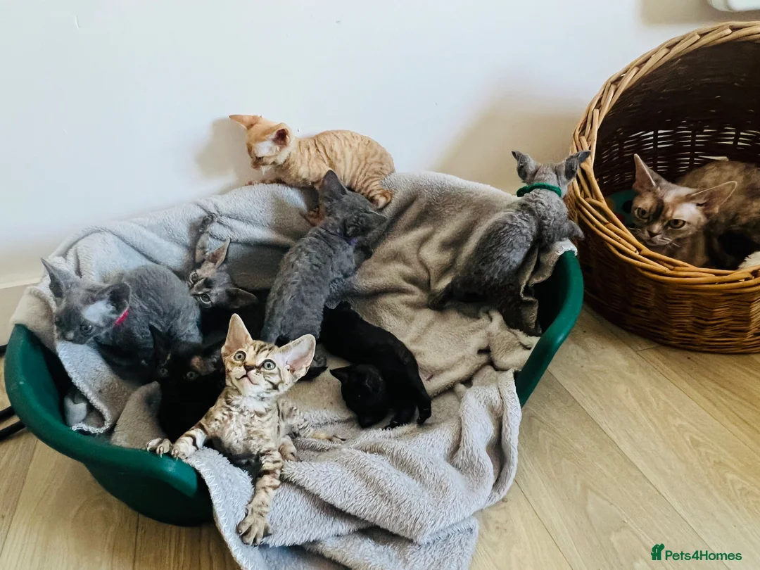Devon Rex cats for sale: Pedigree Devon Rex Kittens – Boys & Girls  - Advert 2