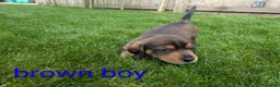 Dachshund dogs for sale: Dachshund pups - Advert 19