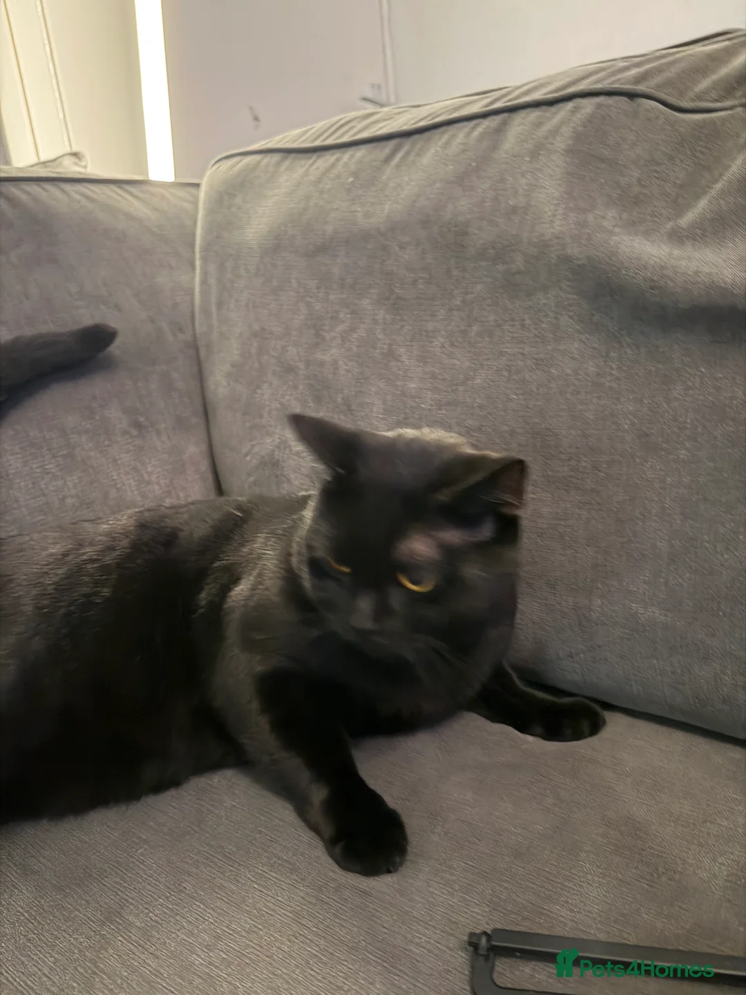 British Shorthair cats for sale: British shorthair kittens  - Advert 16