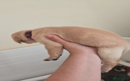 Labrador Retriever dogs for sale: Labrador pups kc registered *1 boy left* in Edinburgh - Image 8