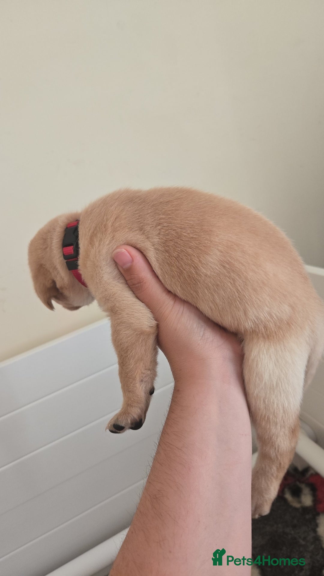 Labrador Retriever dogs for sale: Labrador pups kc registered *1 boy left* in Edinburgh - Image 8
