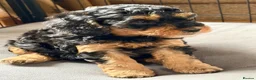 Cockapoo dogs for sale: Beautiful F1B cockapoo's - READY NOW - Advert 9