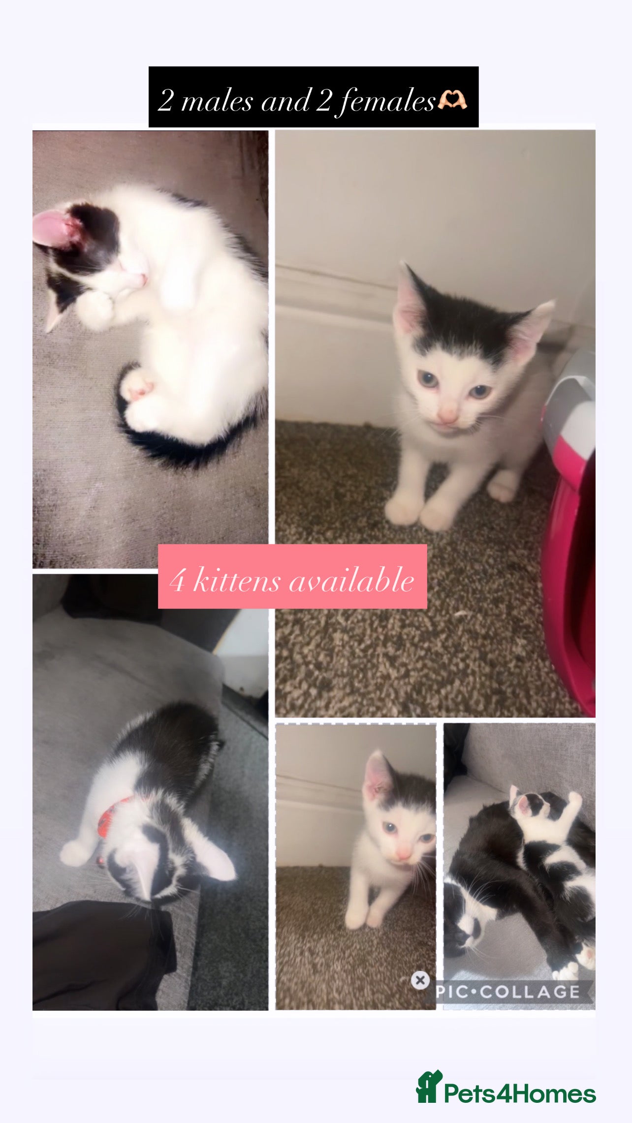 Mixed Breed cats kittens  - Advert 1