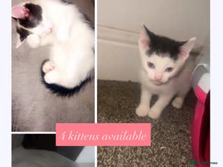 Mixed Breed cats kittens - Advert 1