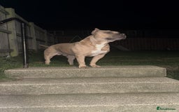 American Bully dogs for stud: American pocket muscle tone bully  - Advert 1