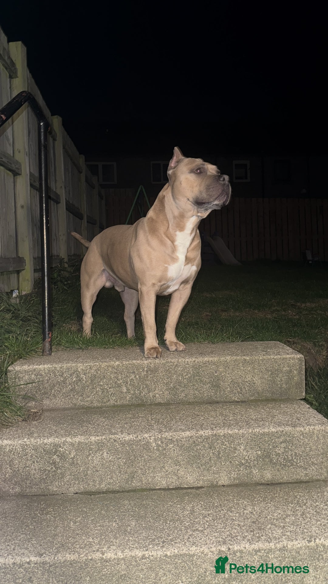 American Bully dogs for stud: American pocket muscle tone bully  - Advert 1