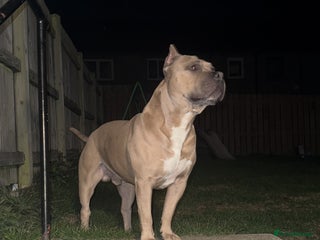 American Bully dogs American pocket muscle tone bully - Advert 4