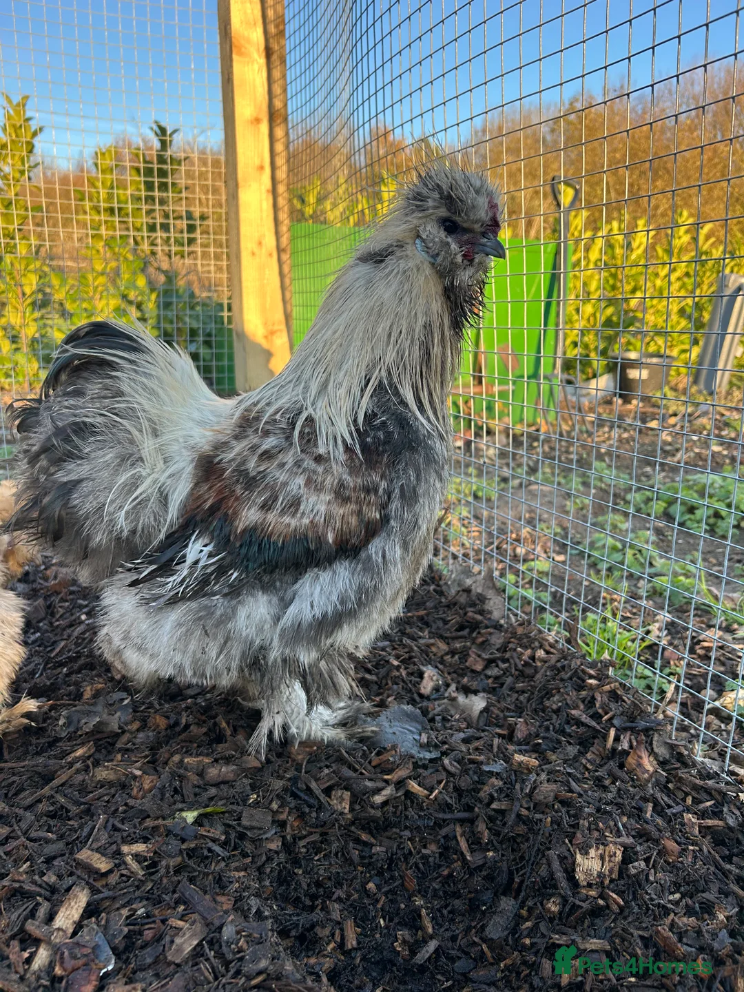 Chickens poultry for sale: 5 Day Old Silkie Chicks - Advert 5