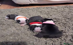 Boston Terrier dogs for sale: KC bostonTerrier puppies  - Image 7