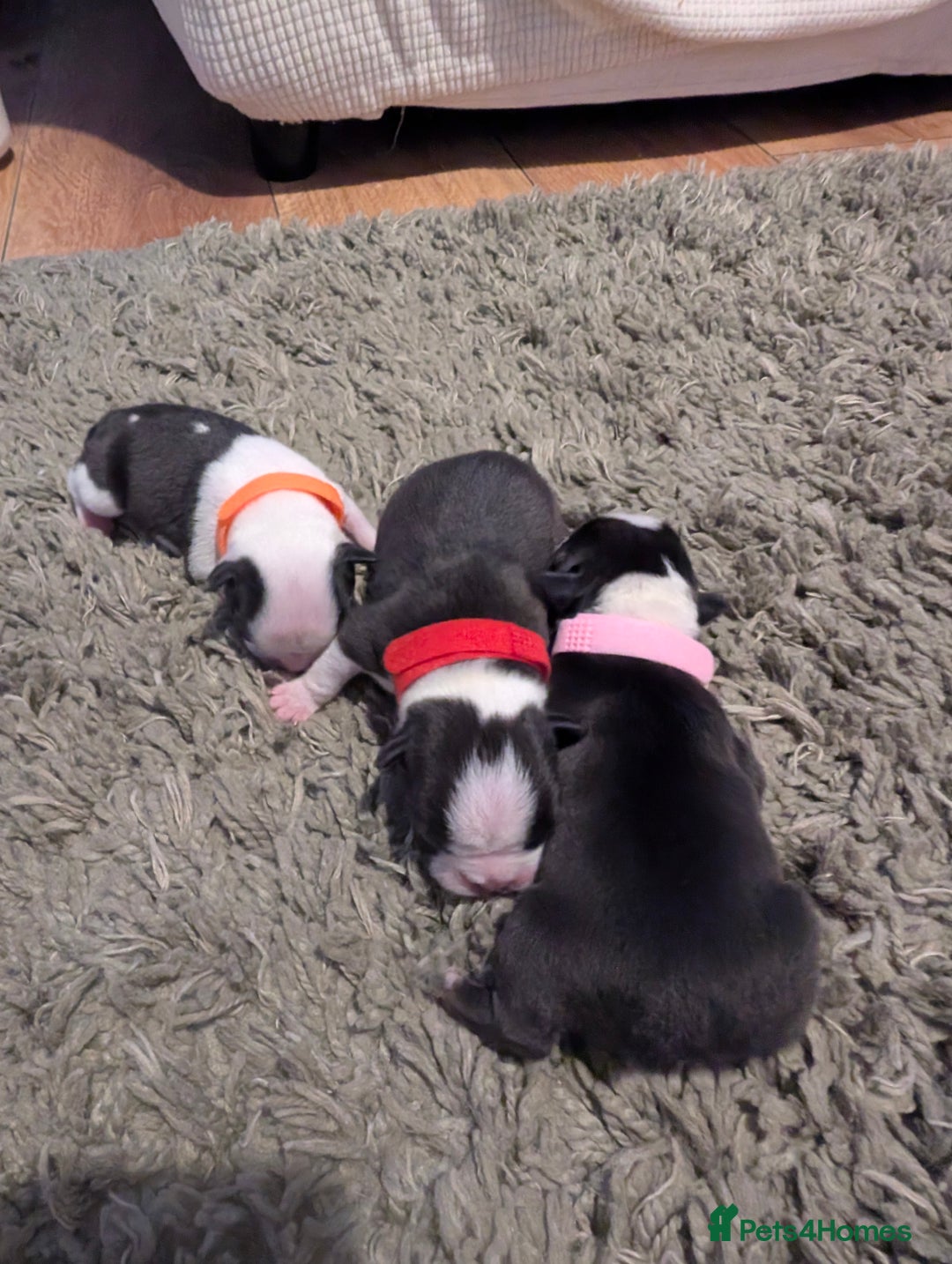 Boston Terrier dogs for sale: KC bostonTerrier puppies  - Image 7