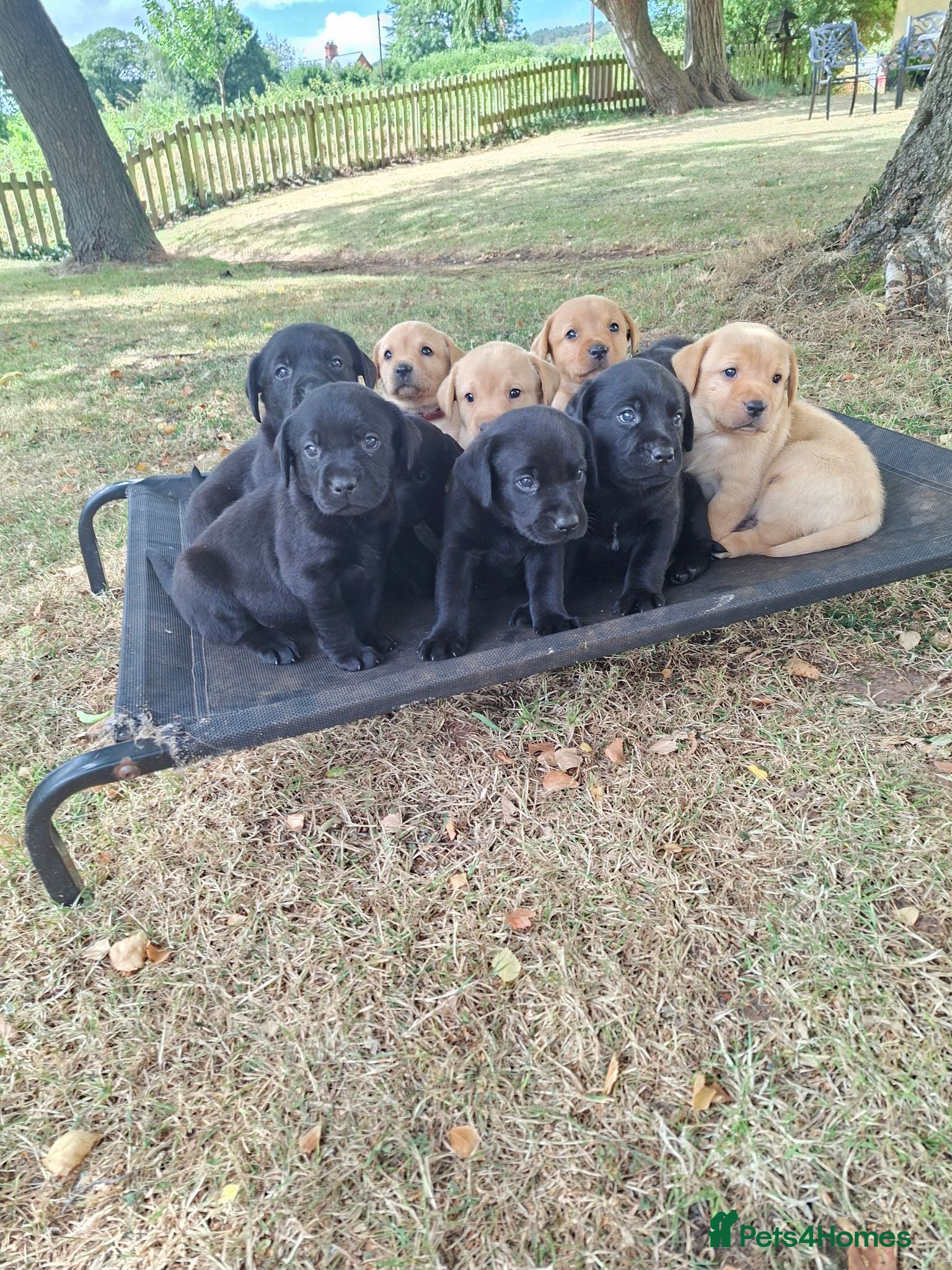 Labrador Retriever dogs Gorgeous KC registered puppies.  - Advert 15