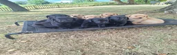 Labrador Retriever dogs for sale: Stunnning KC registered puppies. Ready to leave. - Advert 5