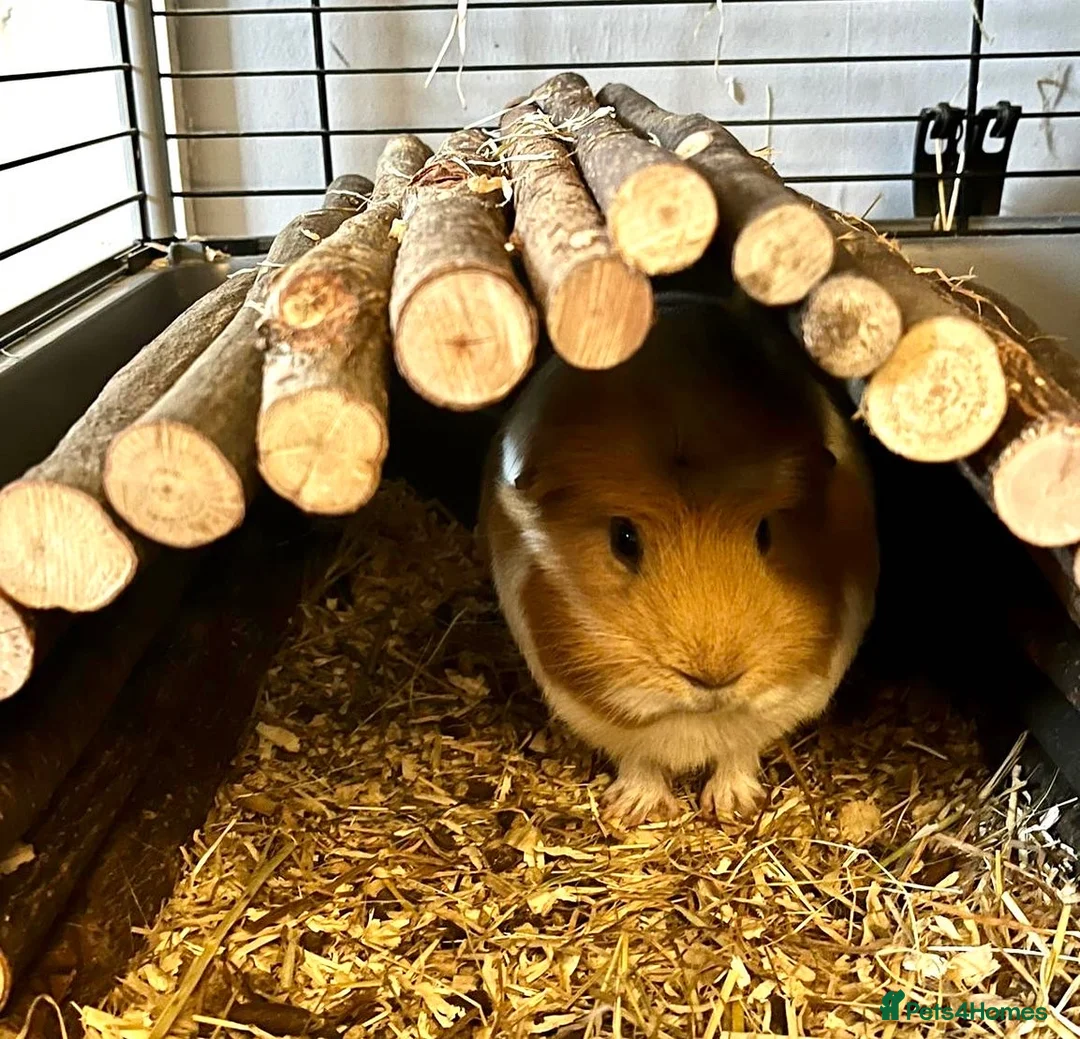 Guinea Pig rodents for sale: Guinea Pig - looking for a new home  in Saint Helens - Advert 5