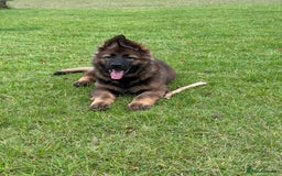 German Shepherd dogs for sale: 15 week old working line German Sheppard  - Image 8