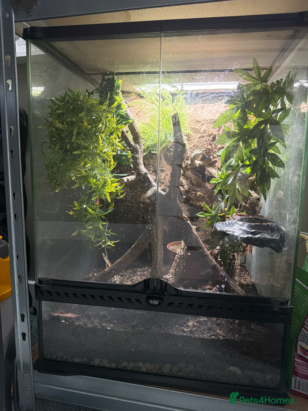 Gecko reptiles for sale: Leachianus Gecko, 2X Crested Geckos & Set Ups - Advert 2