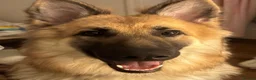 German Shepherd dogs for sale: German Shepherd (girl) - Advert 7