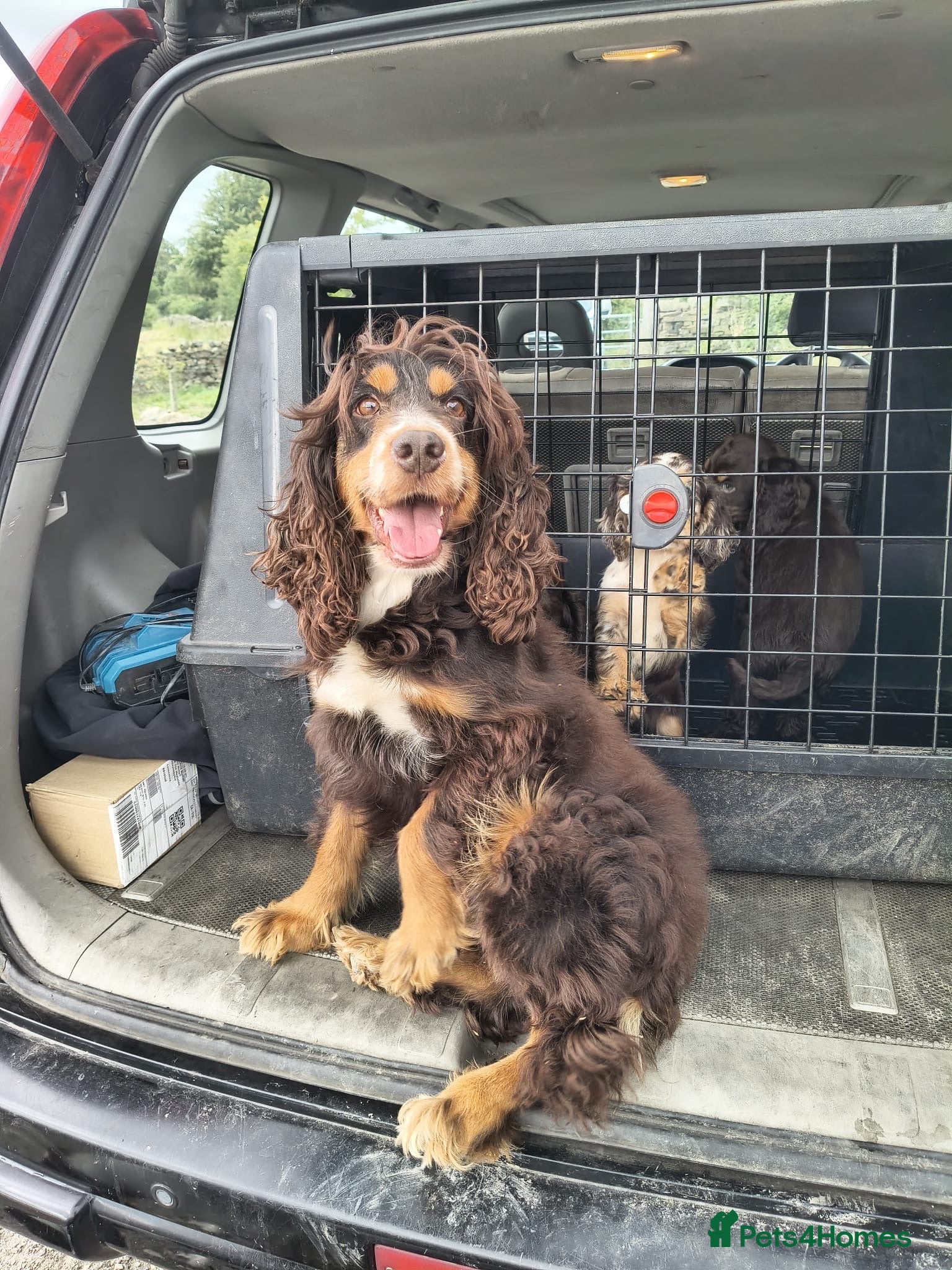 Cocker Spaniel dogs 2 cocker girls - Advert 12