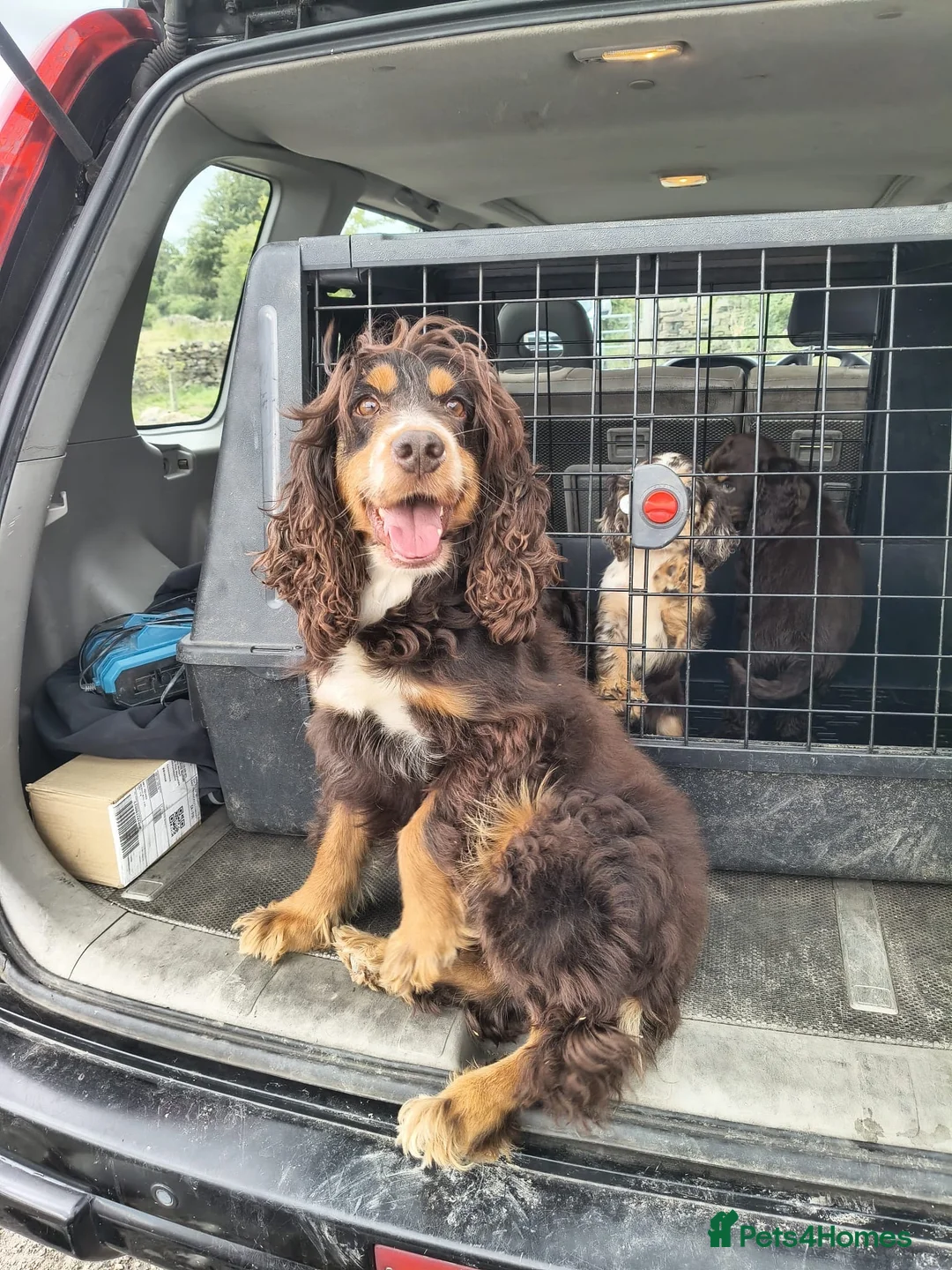 Cocker Spaniel dogs for sale: 2 cocker girls - Advert 1