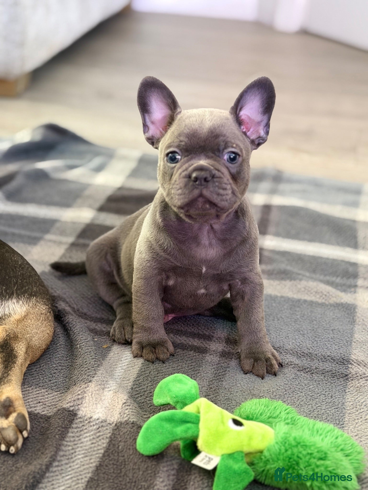 French Bulldog dogs 1 Beuatiful Male French Bulldog  from litter of 4 - Advert 3