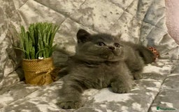 British Shorthair cats for sale: (READY NOW)EXCEPTIONAL PURE BREED BSH - Image 5