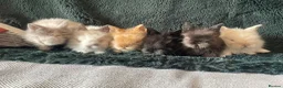 Lionhead rabbits for sale: Four does for sale in Bridgwater - Advert 1