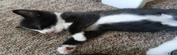 Mixed Breed cats for sale: 7 adorable kittens ready in September - Advert 5