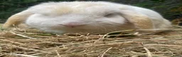 Mini Lop rabbits for sale: Adult Females + Males & Baby Male Rabbits  - Advert 12