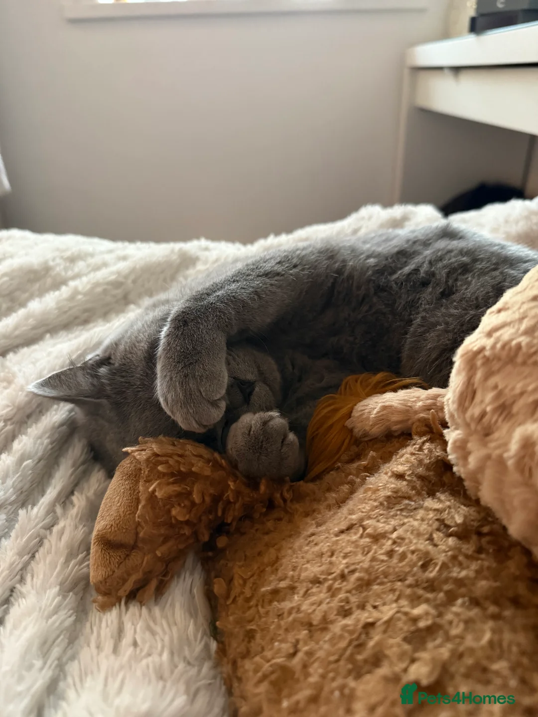 British Shorthair cats for sale: Nina The British shorthair  - Advert 12