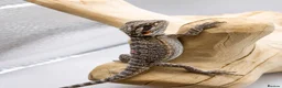 Bearded Dragon reptiles for sale: Bearded Dragon Hatchlings – Black Country Dragons - Advert 12