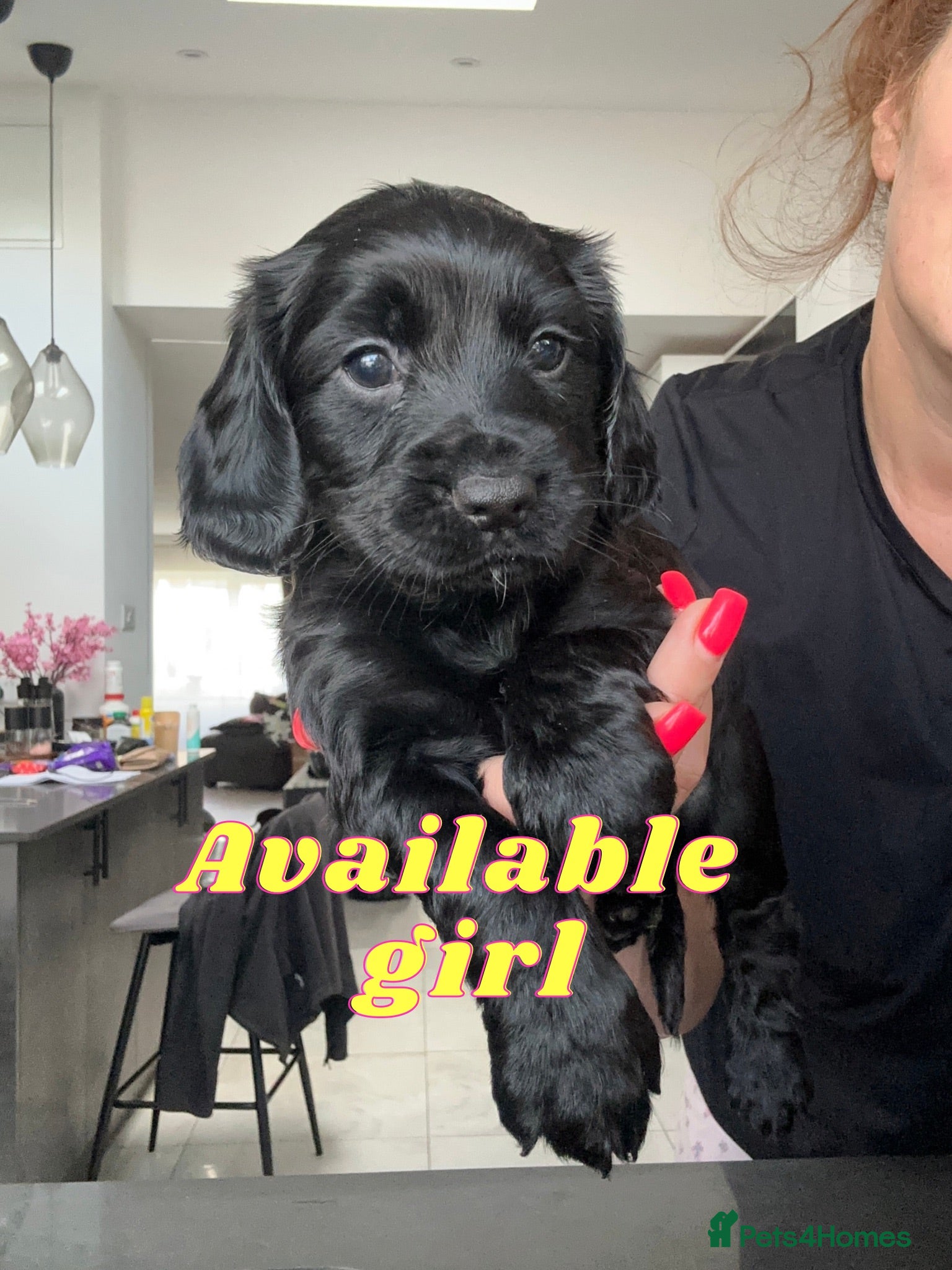 Cocker Spaniel dogs KC Registered Cocker Spaniels–DNA Clean parents 👑 - Advert 9