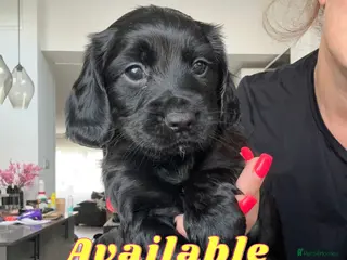 Cocker Spaniel dogs KC Registered Cocker Spaniels–DNA Clean parents 👑 - Advert 9
