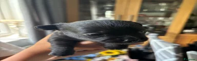 Chihuahua 1