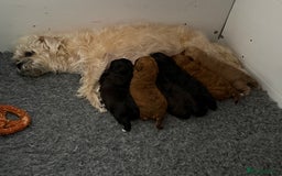 Maltipoo dogs for sale: Outstanding Malshipoo puppies - Image 40