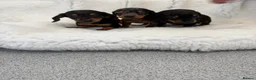 Miniature Dachshund dogs for sale: beautiful minature dapple dachshund puppies  in Pulborough - Advert 7