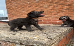 Bedlington Terrier dogs for sale: Bedlington Terrier x Italian Greyhound Puppies - Image 6