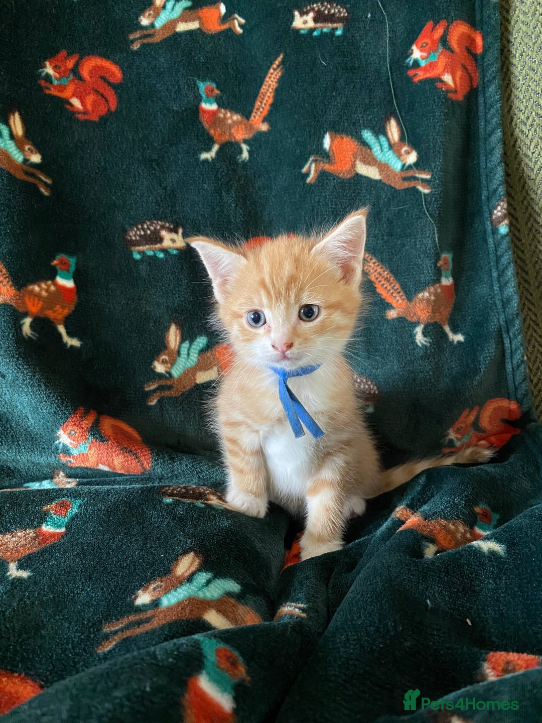 Mixed Breed cats for sale: Maine Coon, BSH, moggy mash ups - Advert 6