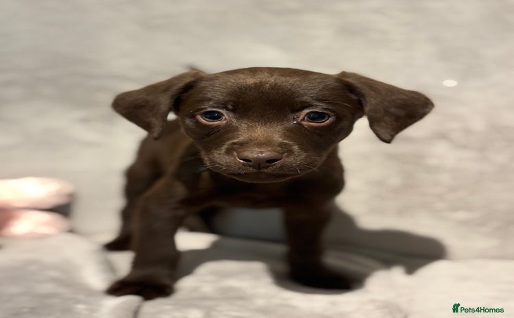 Labrador Retriever dogs - Advert 3