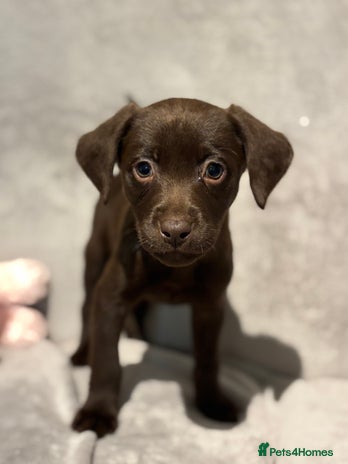 Labrador Retriever dogs - Advert 2