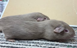 Guinea Pig rodents for sale: Lilac Boar’s & Swiss Cali marked Boar - Image 3