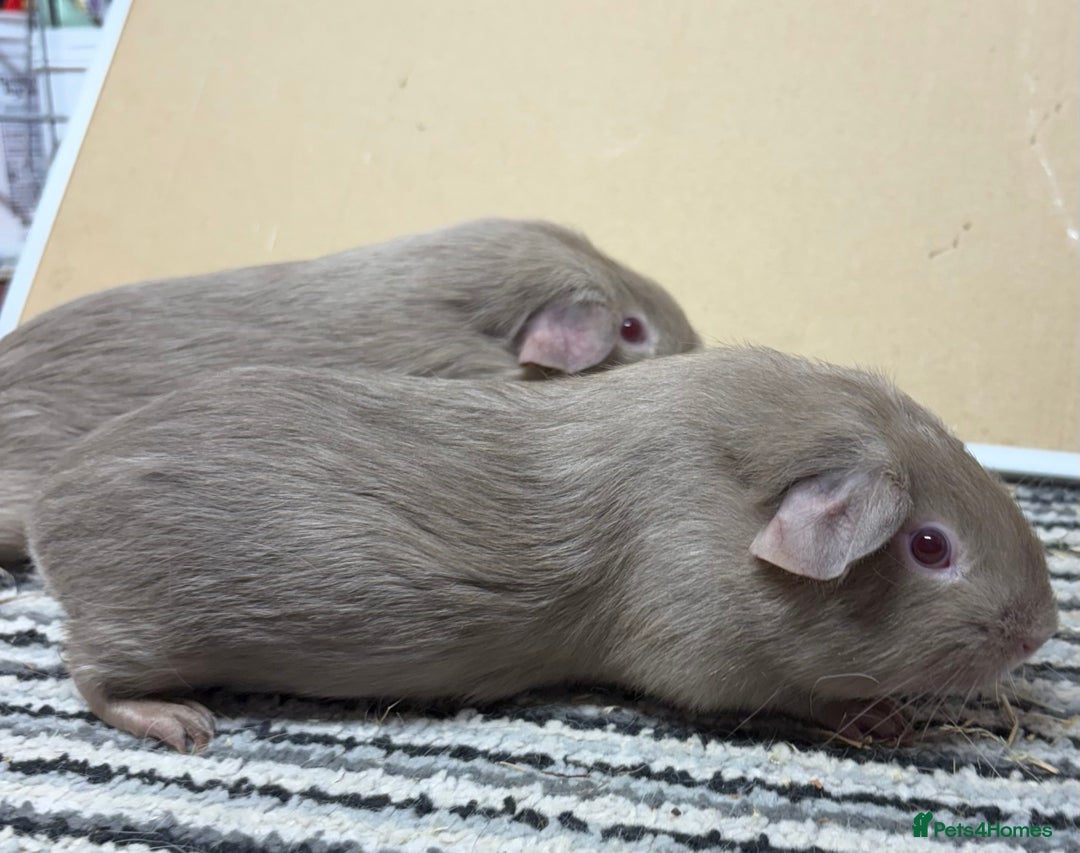 Guinea Pig rodents for sale: Lilac Boar’s & Swiss Cali marked Boar - Image 3