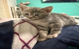 Maine Coon cats for sale: Adorable half mainecoon kittens for sale  - Image 20