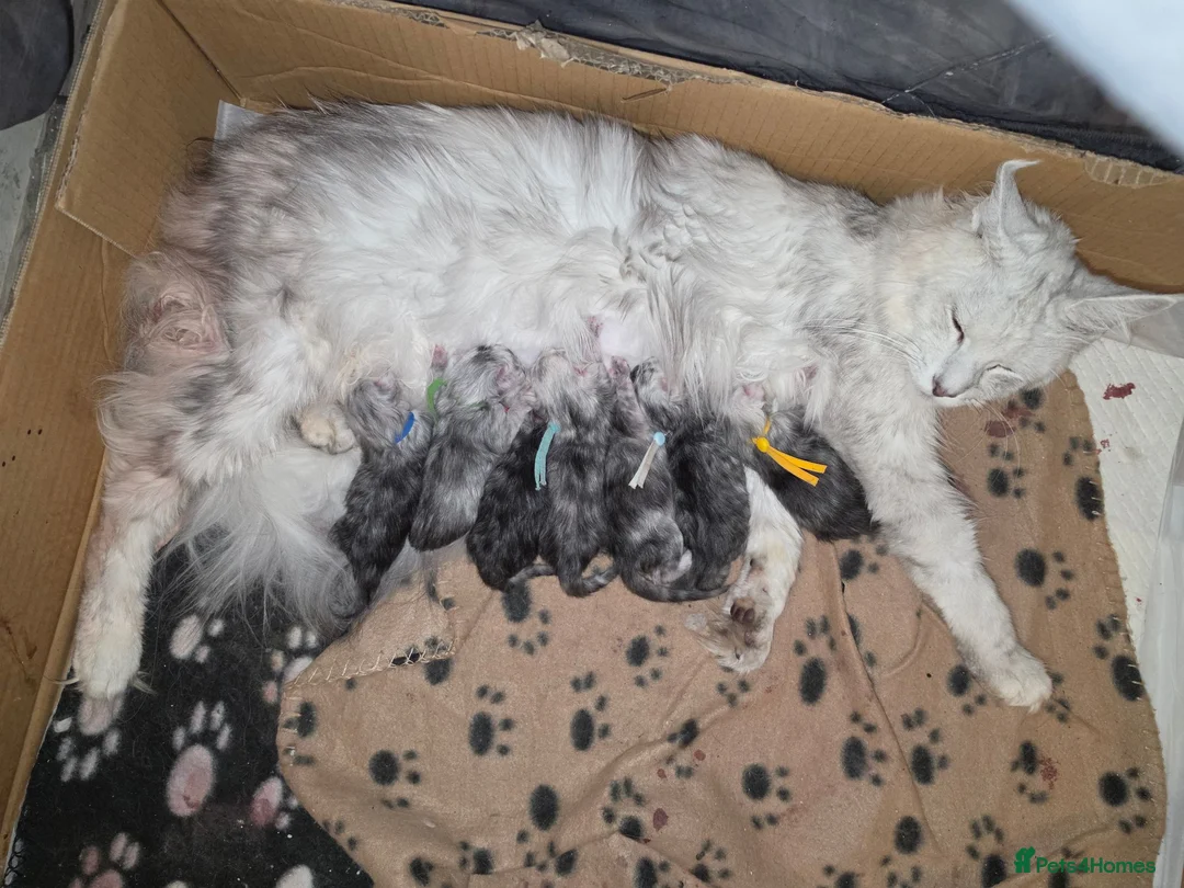 Maine Coon cats for sale: TICA Black Silver Shaded Maine Coon Kittens  - Advert 12
